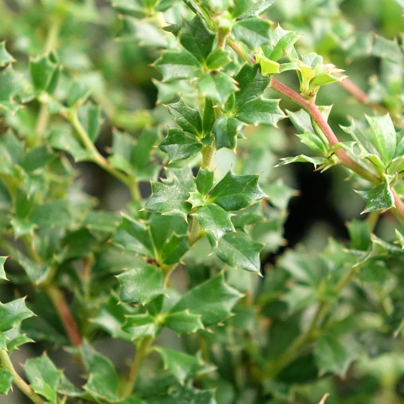 Berberis darwinii Compacta - Crespino di Darwin (Fogliame)