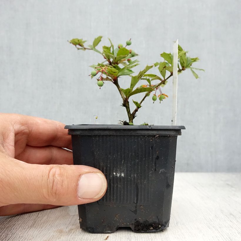 Berberis darwinii en godet de 9cm esemplare consegnato in primavera