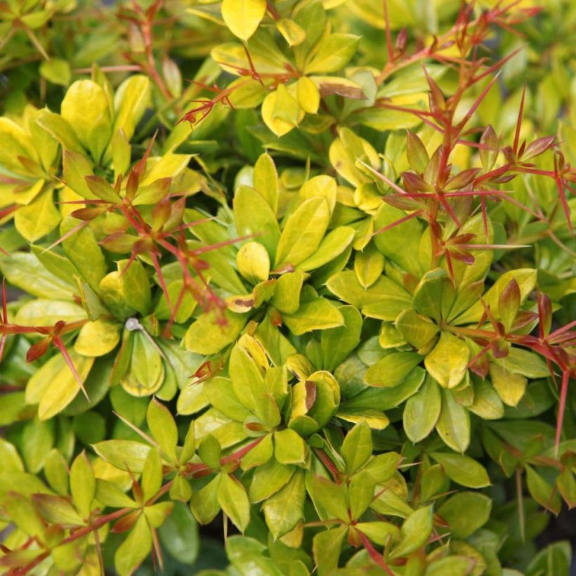 Berberis media Dual Jewel - Crespino (Fogliame)