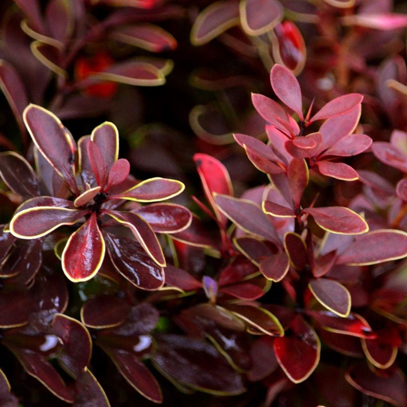 Berberis thunbergii Admiration - Crespino giapponese (Fogliame)