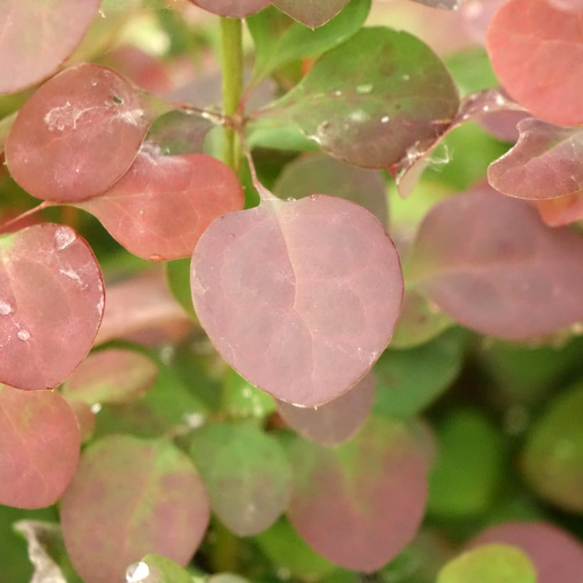 Berberis thunbergii Atropurpurea - Crespino Porpora Giapponese (Fogliame)