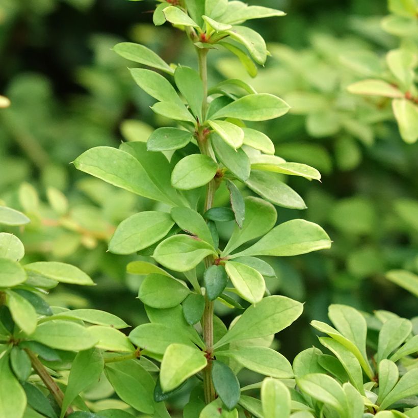 Berberis thunbergii Golden Dream - Crespino giapponese (Fogliame)