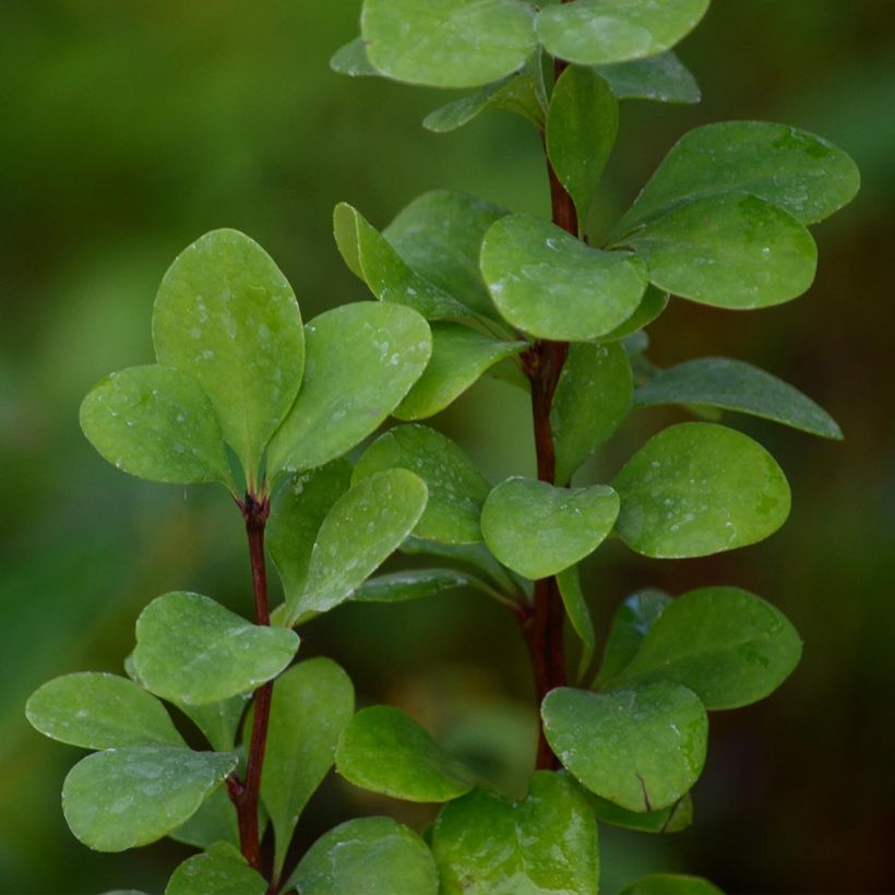 Berberis thunbergii Golden Rocket - Crespino giapponese (Fogliame)