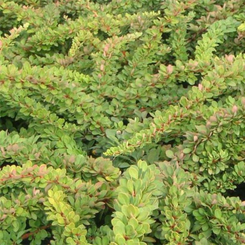 Berberis thunbergii Green Carpet - Crespino giapponese (Fogliame)