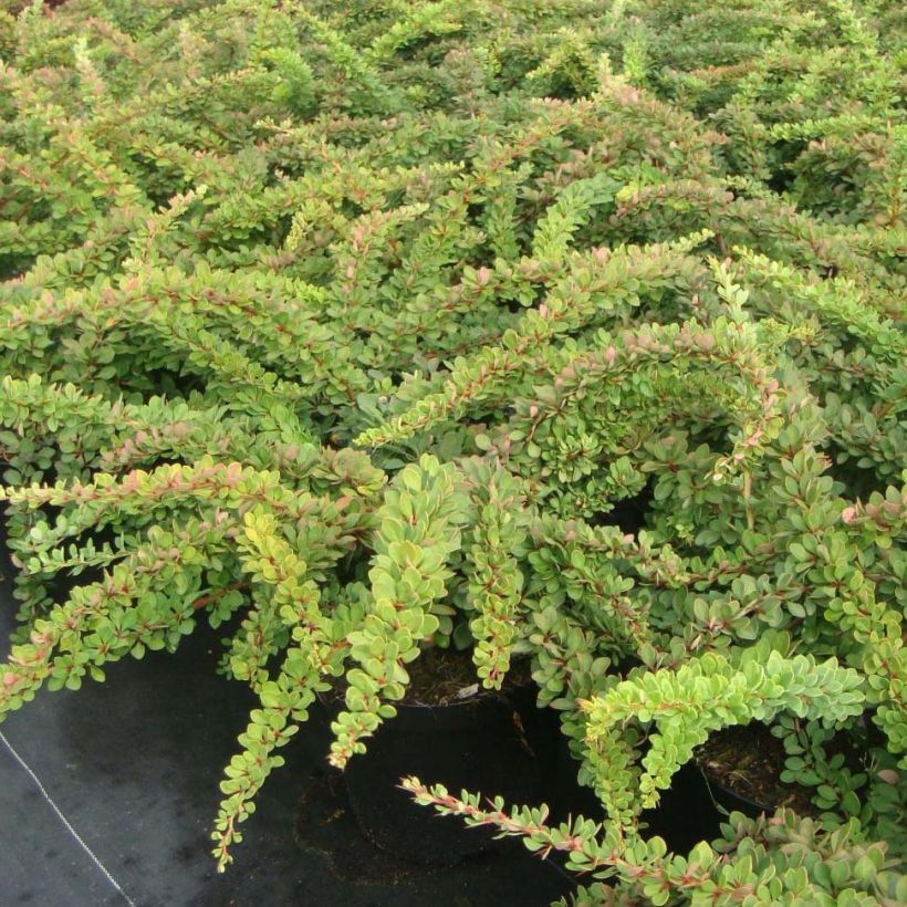 Berberis thunbergii Green Carpet - Crespino giapponese (Porto)