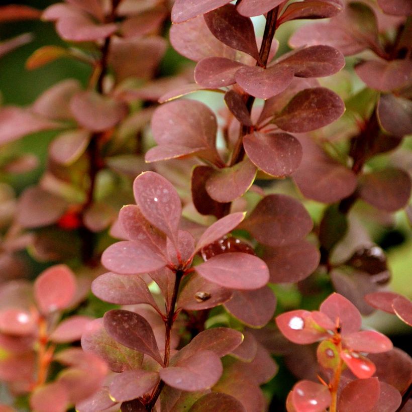 Berberis thunbergii Orange Rocket - Crespino giapponese (Fogliame)