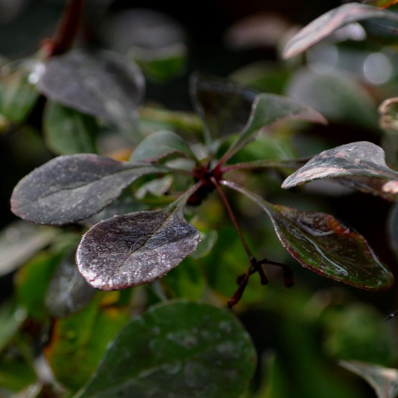 Berberis thunbergii Rosy Glow - Crespino giapponese (Fogliame)