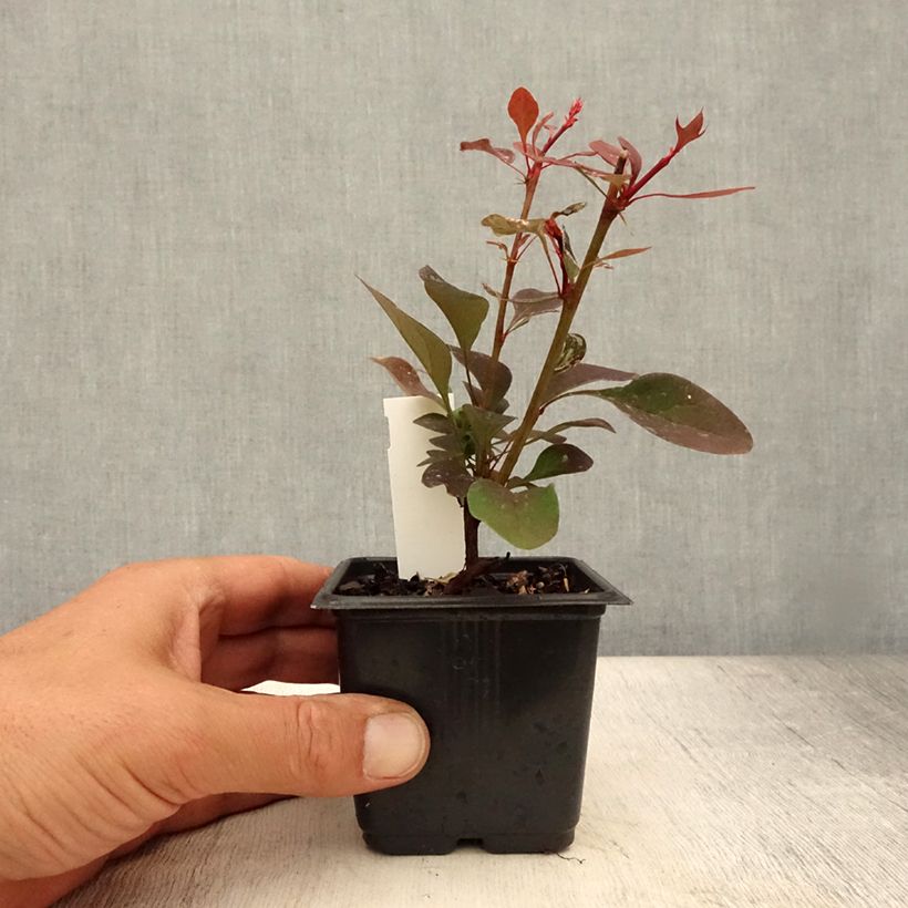 Esemplare di Berberis thunbergii Rosy Glow - Godet de 8/9 cm consegnato in estate