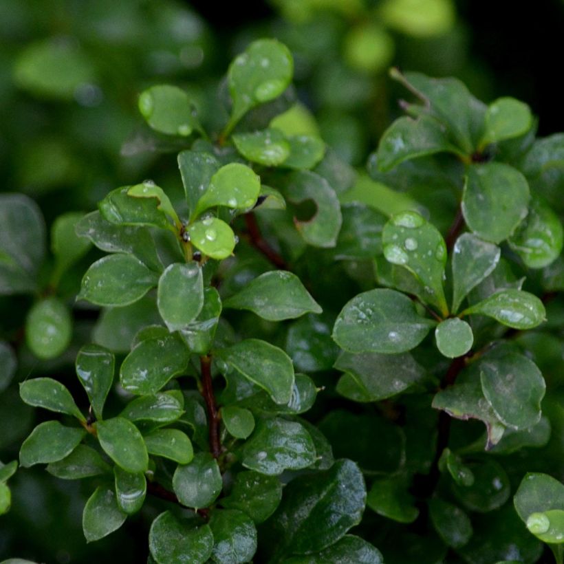 Berberis thunbergii Tiny Gold - Crespino giapponese (Fogliame)