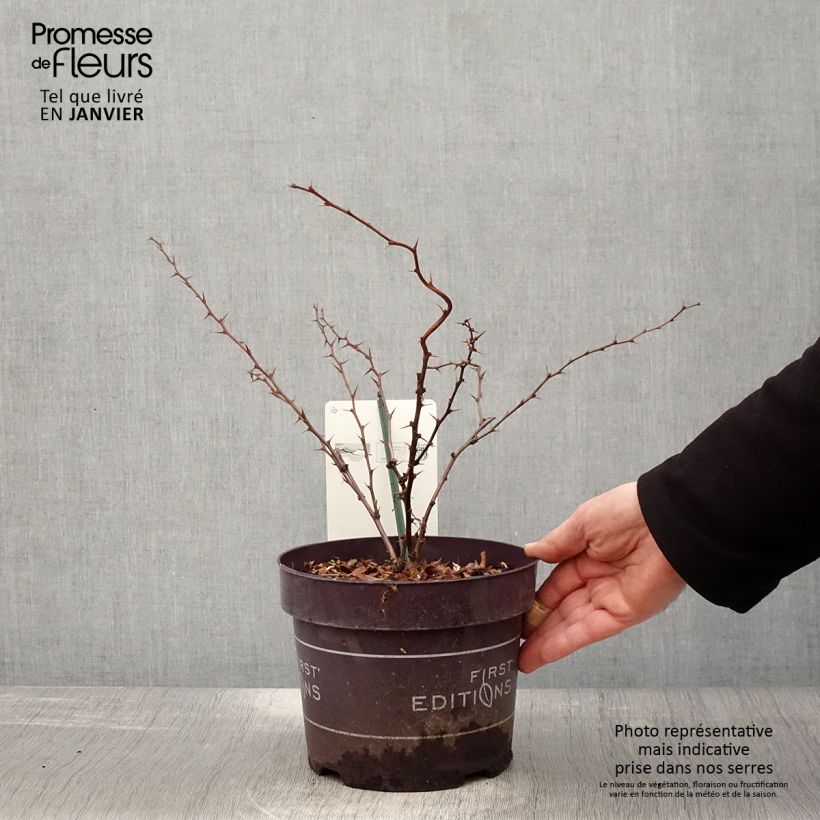 Berberis thunbergii Toscana Pot de 2L/3L esemplare consegnato in inverno