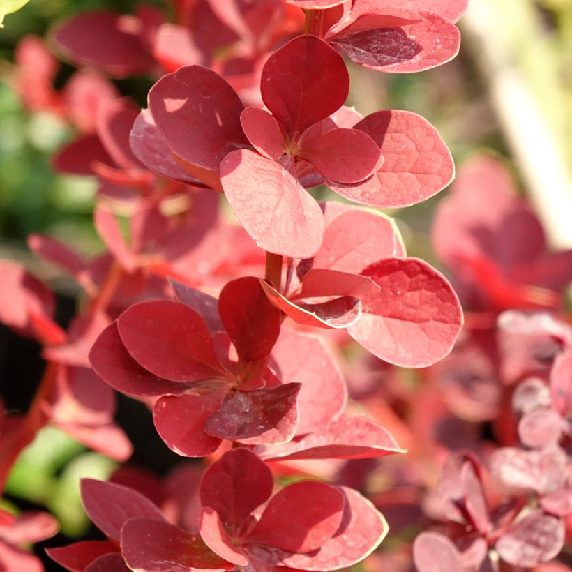 Berberis thunbergii Toscana - Crespino giapponese (Fogliame)