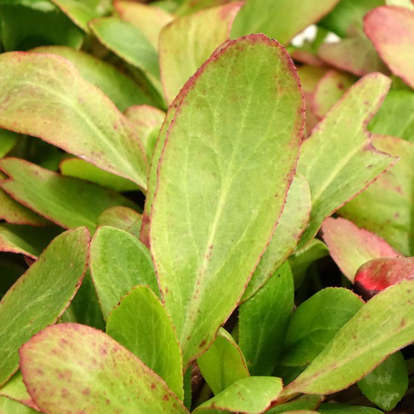 Bergenia Bach (Fogliame)