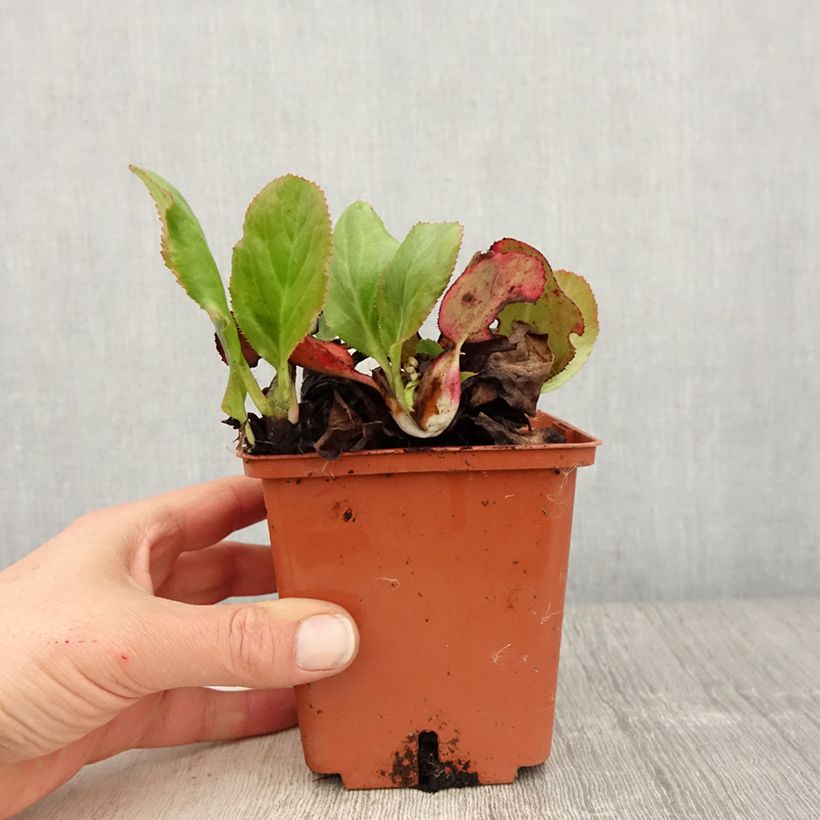 Bergenia Bressingham White - pot de 1.5L/2L esemplare consegnato in primavera