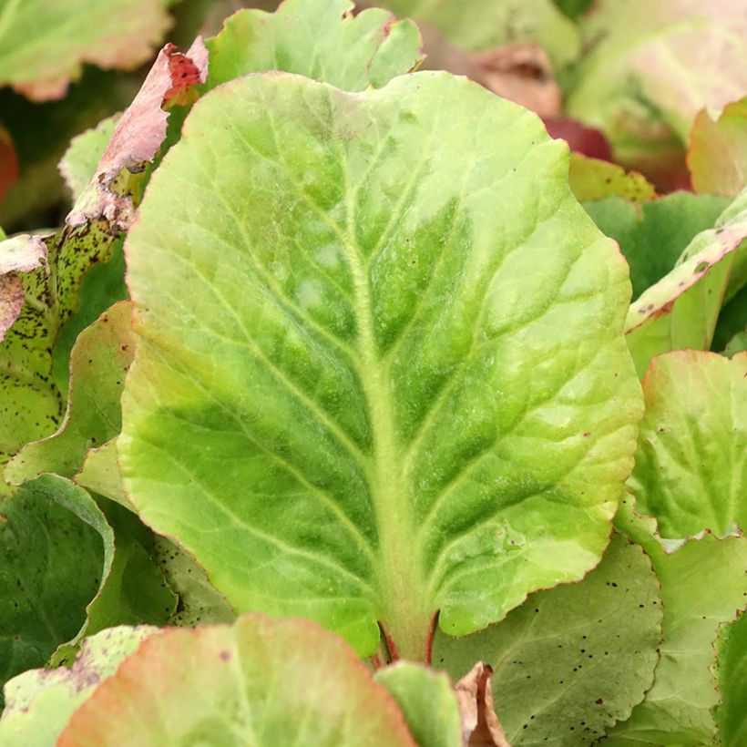 Bergenia Eden's Magic Giant (Fogliame)