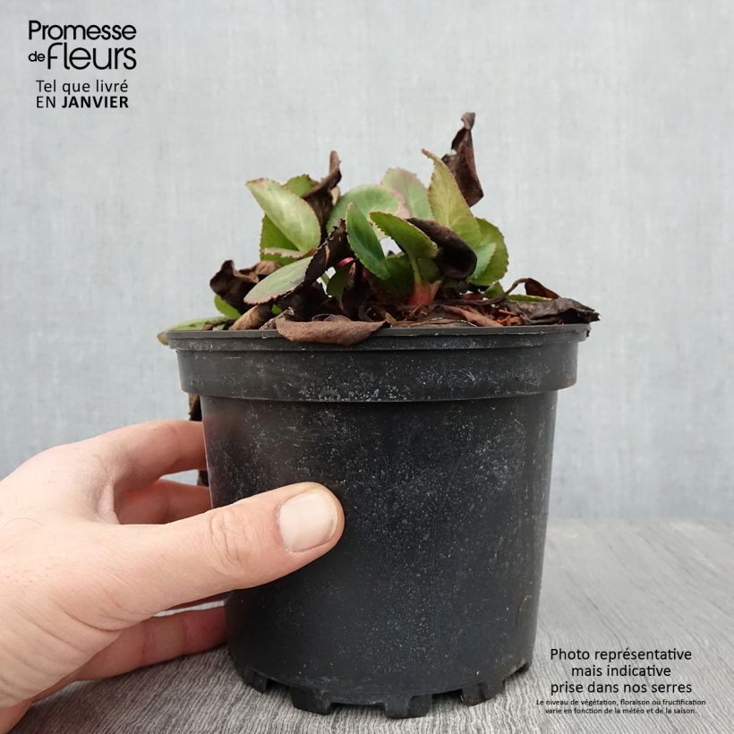 Bergenia hybride Harzkristall - Pot de 2L/3L esemplare consegnato in inverno