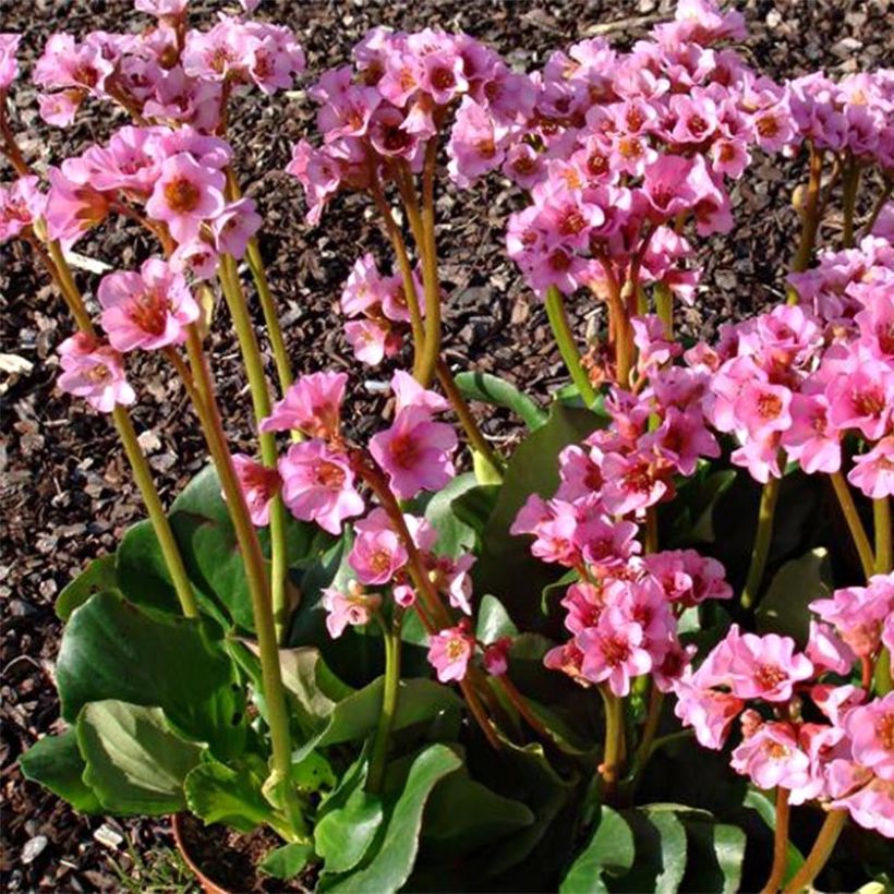 Bergenia Rosenkristall (Fioritura)