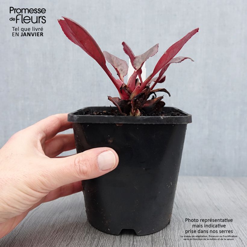 Bergenia Ouverture - Pot de 1.5L/2L esemplare consegnato in inverno