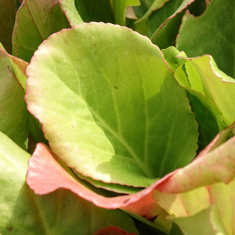 Bergenia purpurascens (Fogliame)