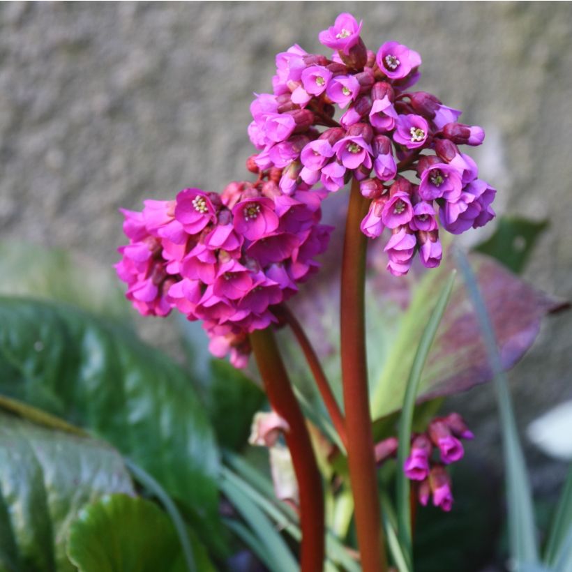 Bergenia purpurascens (Fioritura)