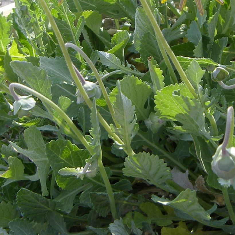 Berliandiera lyrata - Fiore di cioccolato (Fogliame)