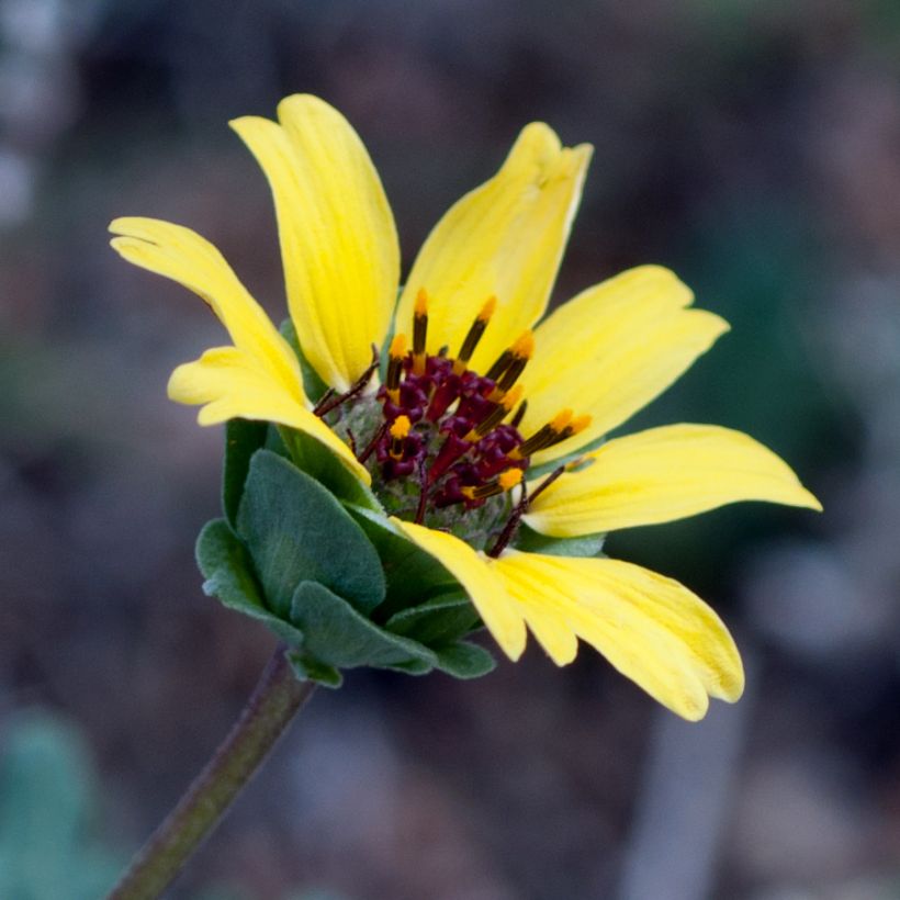 Berliandiera lyrata - Fiore di cioccolato (Fioritura)