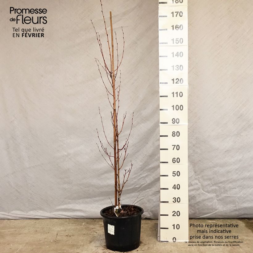 Betula ermanii Holland - Bouleau d'Erman  Pot de 15L esemplare consegnato in inverno