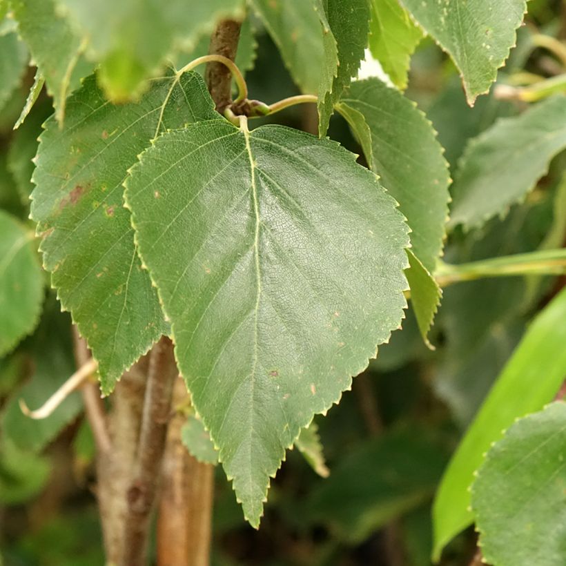 Betula ermanii Holland - Betulla (Fogliame)