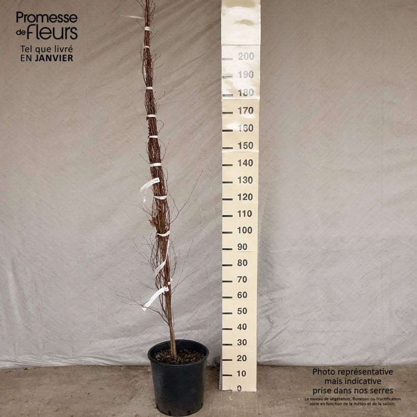 Betula pendula (alba, verrucosa) 150/200cm en pot de 18L.- Bouleau pleureur. esemplare consegnato in inverno