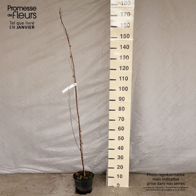 Betula pendula Fastigiata - Bouleau fastigié Pot de 2L/3L esemplare consegnato in inverno