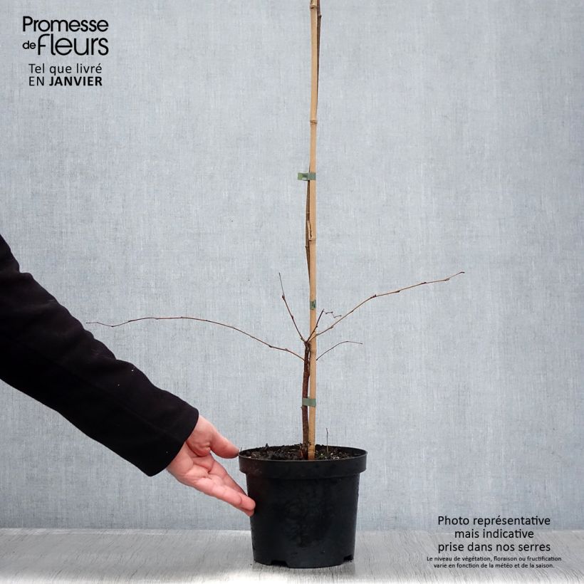 Betula pendula Tristis - Bouleau pleureur Pot de 2L/3L esemplare consegnato in inverno