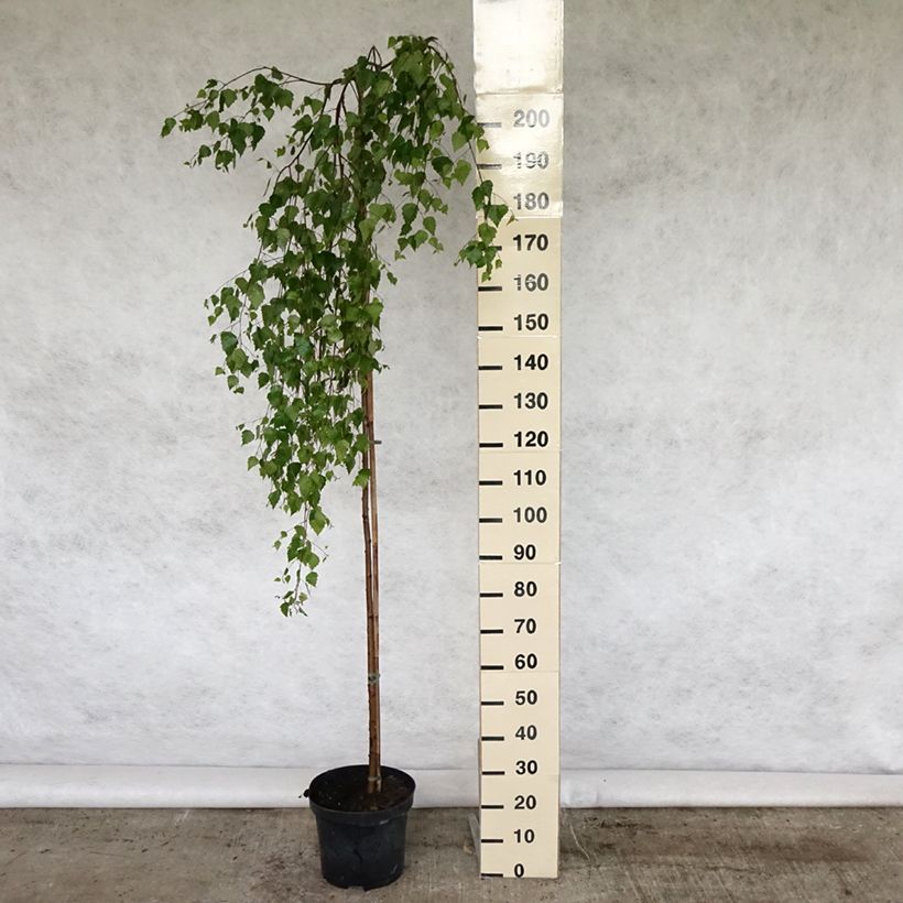 Betula pendula Youngii  en pot de 7,5L/10L - Bouleau pleureur esemplare consegnato in primavera