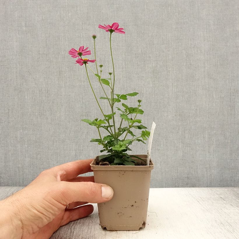 Bidens Stoplight - Pot de 10 cm/11cm esemplare consegnato in primavera