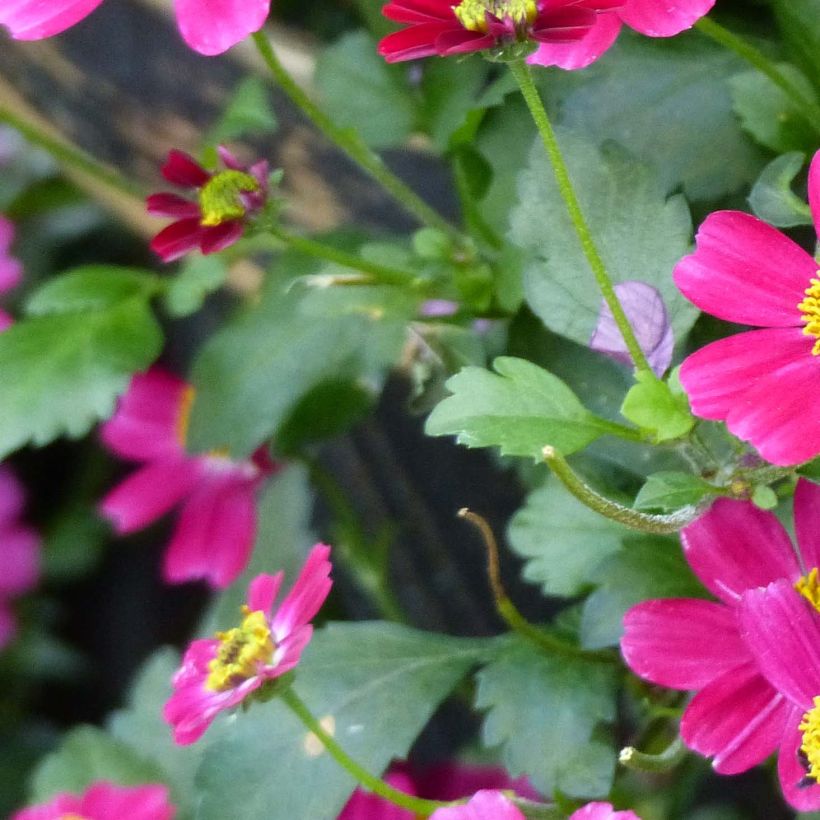 Bidens Stoplight (Fogliame)