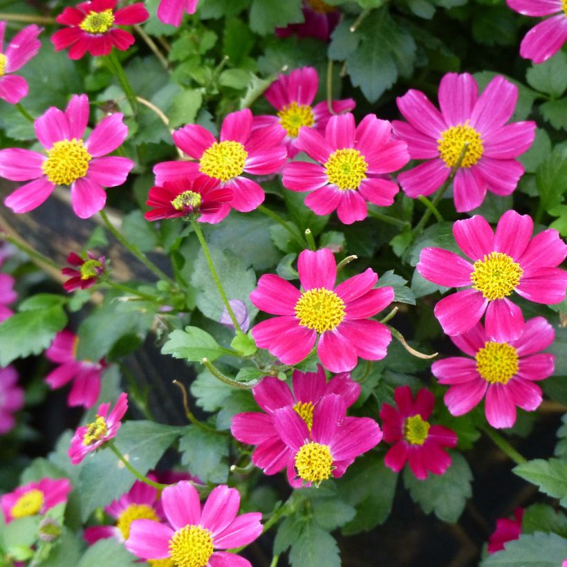 Bidens Stoplight (Fioritura)