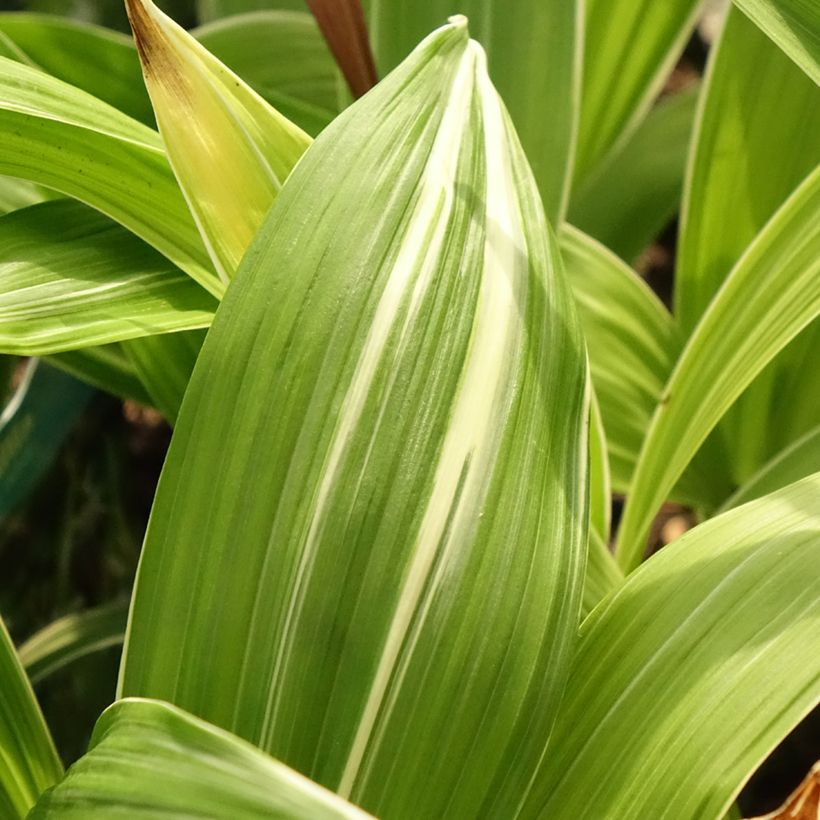 Bletilla striata Alba (Fogliame)