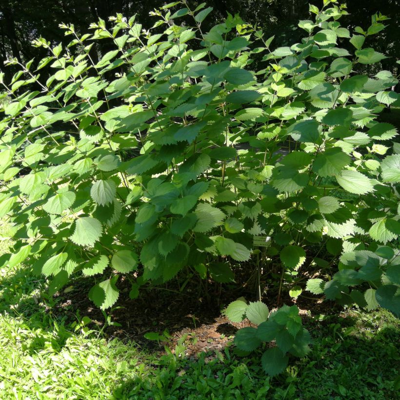 Boehmeria cylindrica (Porto)