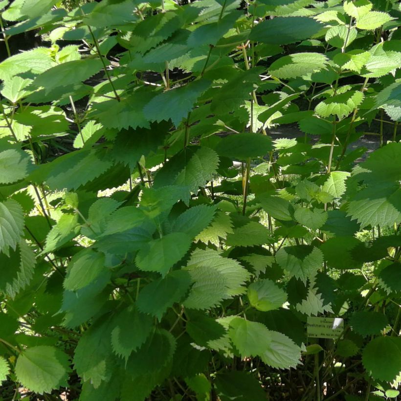 Boehmeria cylindrica (Fogliame)