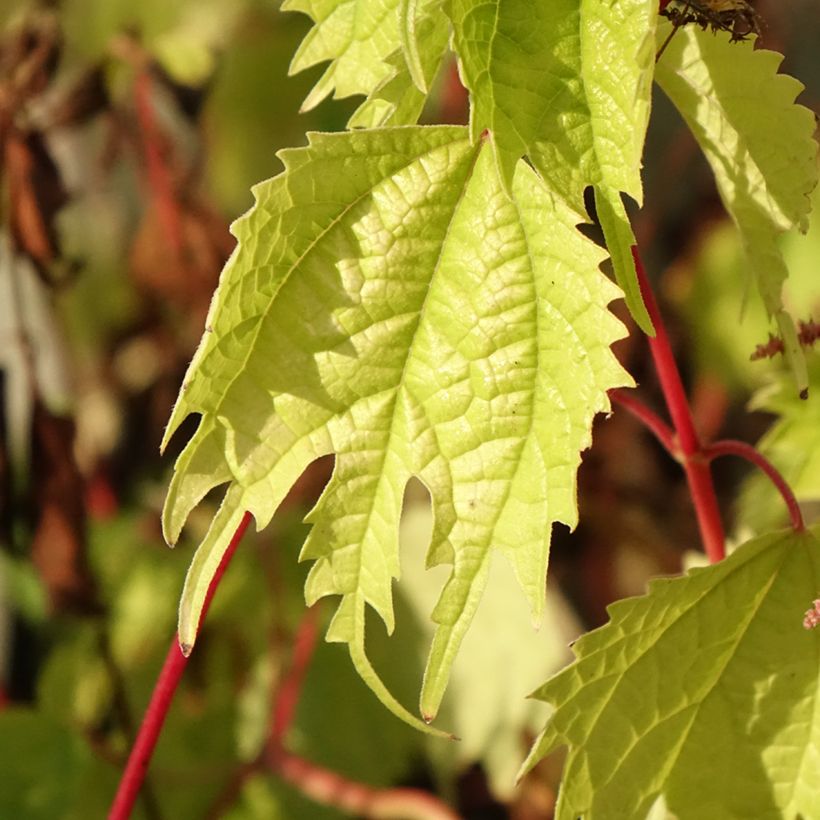 Boehmeria tricuspis (Fogliame)