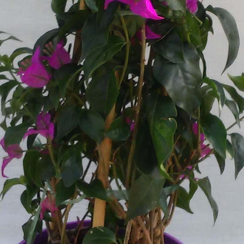 Bougainvillea glabra Sanderiana (Fogliame)