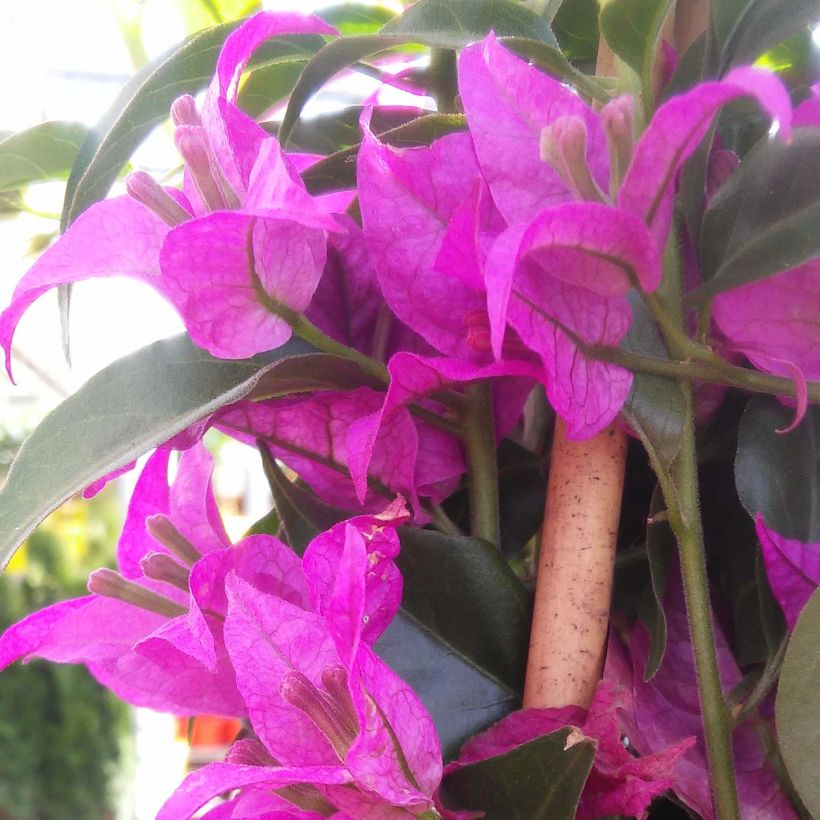 Bougainvillea glabra Sanderiana (Fioritura)