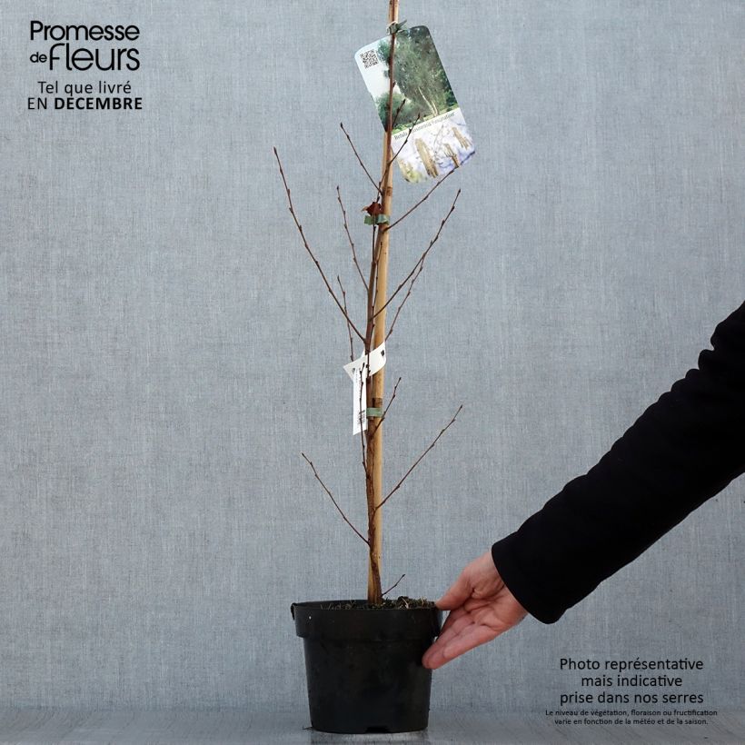 Bouleau de Chine - Betula albosinensis Fascination pot de 3L esemplare consegnato in inverno