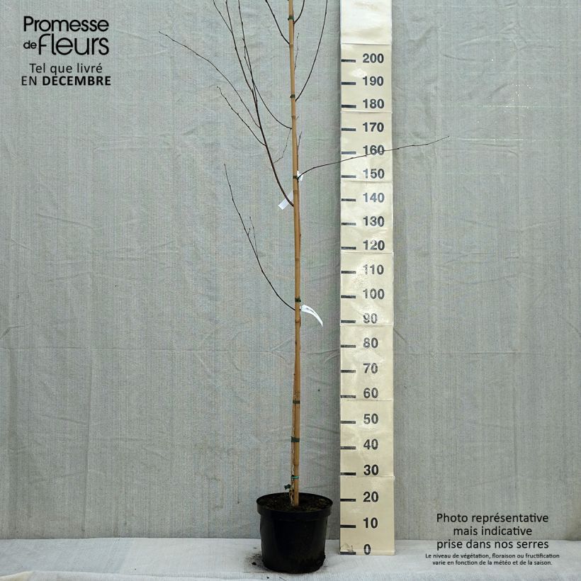 Bouleau de l'Himalaya - Betula utilis jacquemontii Pot de 7,5L/10L esemplare consegnato in inverno