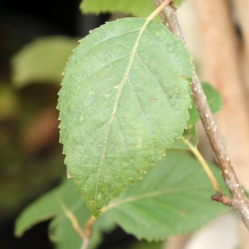 Betula utilis var. jacquemontii - Betulla dell’Himalaya (Fogliame)