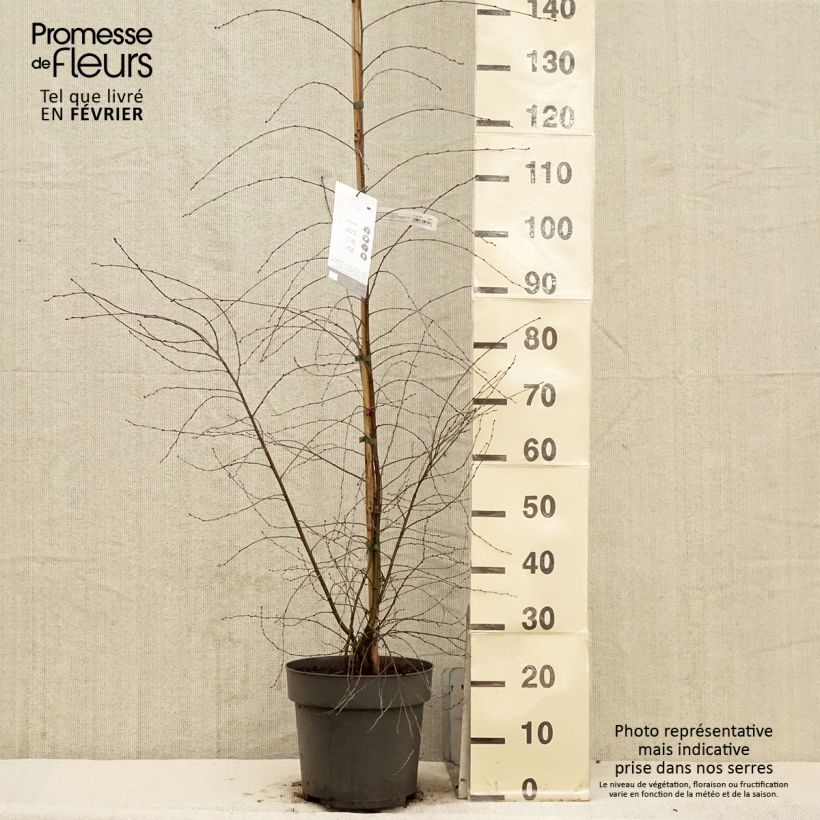 Bouleau pleureur - Betula pendula Karaca - Pot de 7,5L/10L esemplare consegnato in inverno