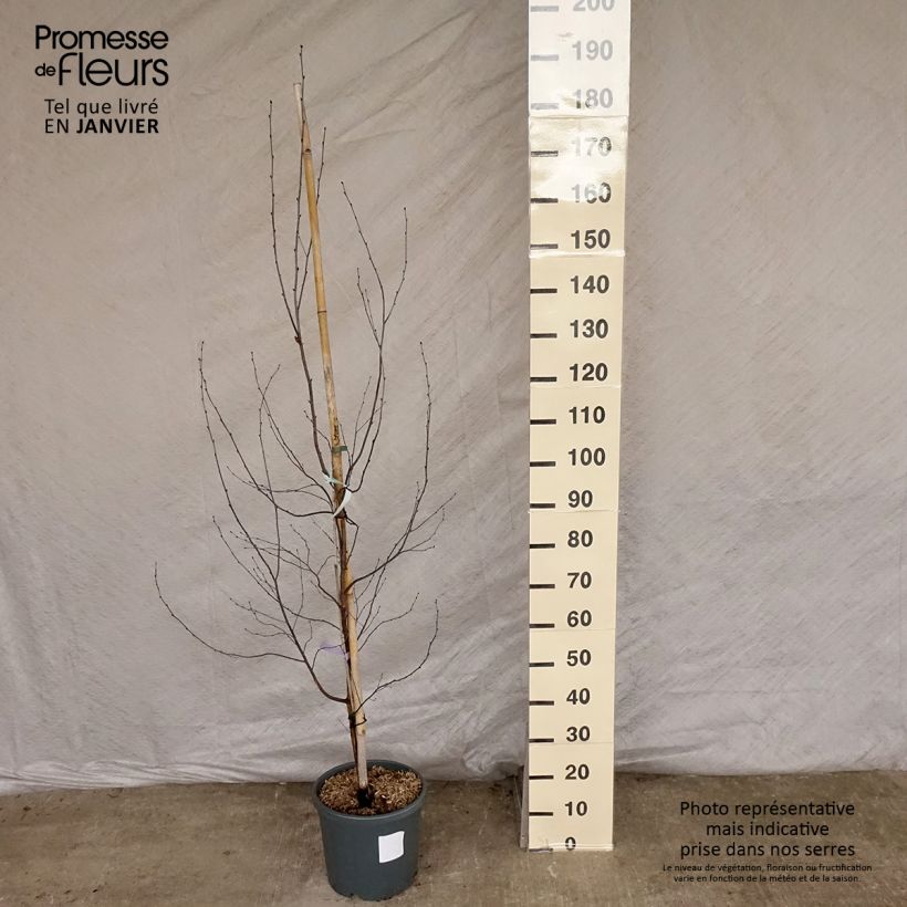 Bouleau pourpre - Betula pendula Royal Frost Pot de 7.5L./10L. esemplare consegnato in inverno