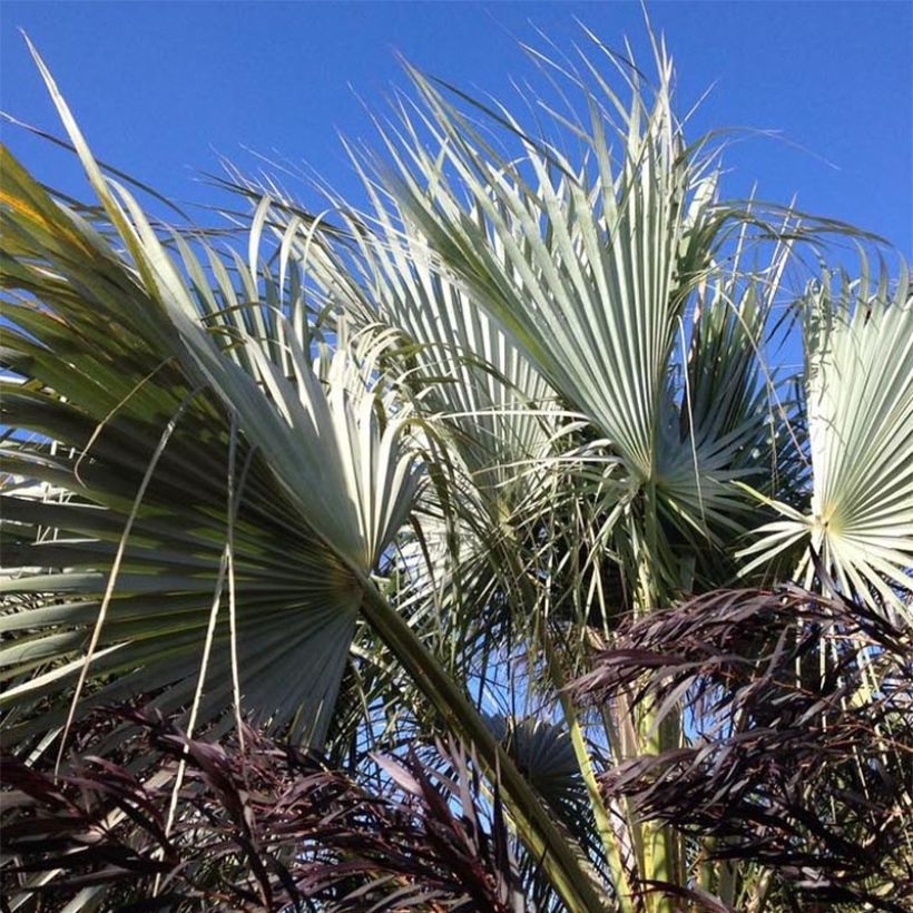 Brahea armata var. clara - Palma blu del Messico (Fogliame)