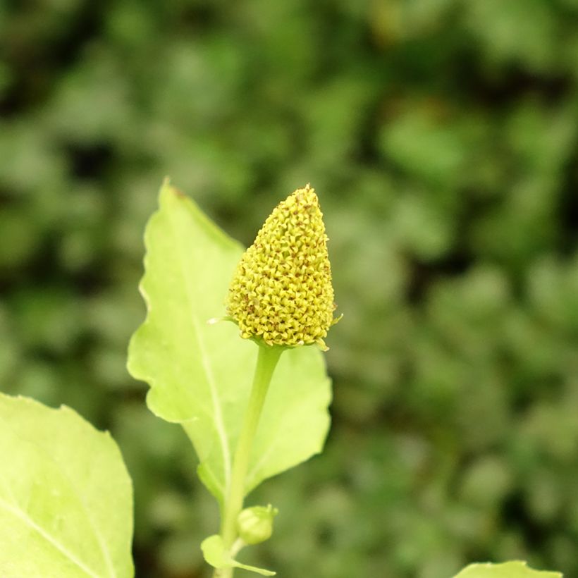 Acmella oleracea Crescione del Brasile (Fioritura)