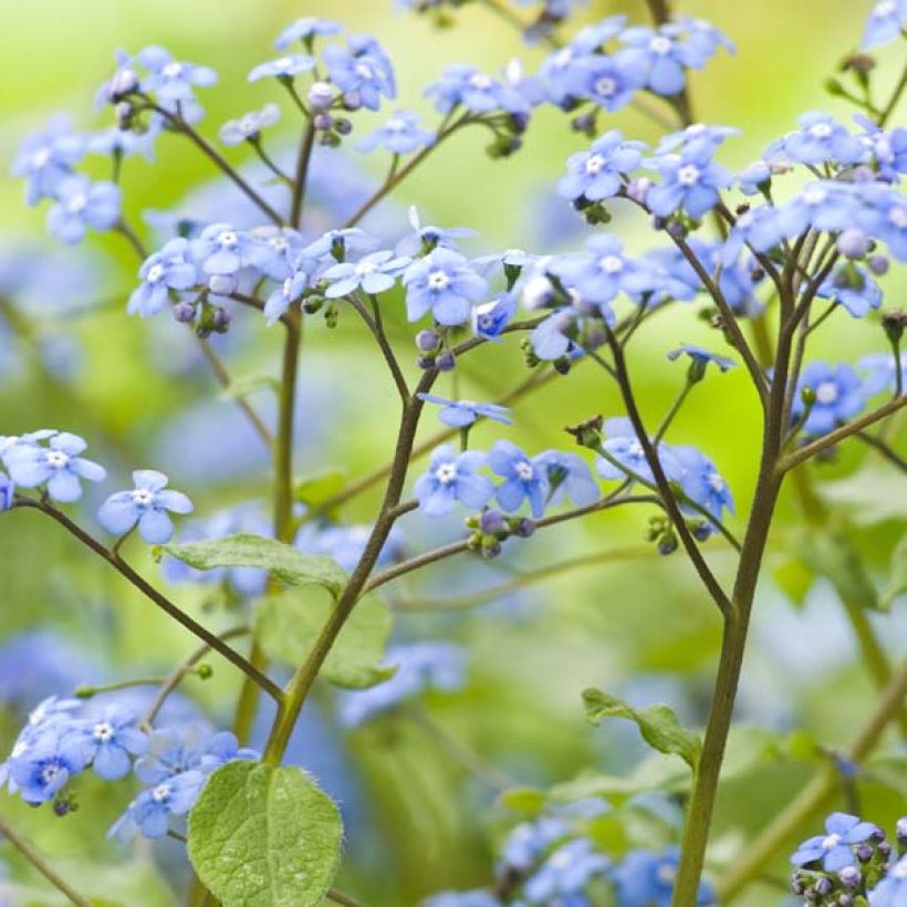 Brunnera macrophylla (Fioritura)