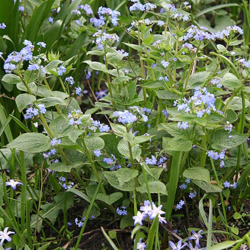 Brunnera macrophylla (Porto)