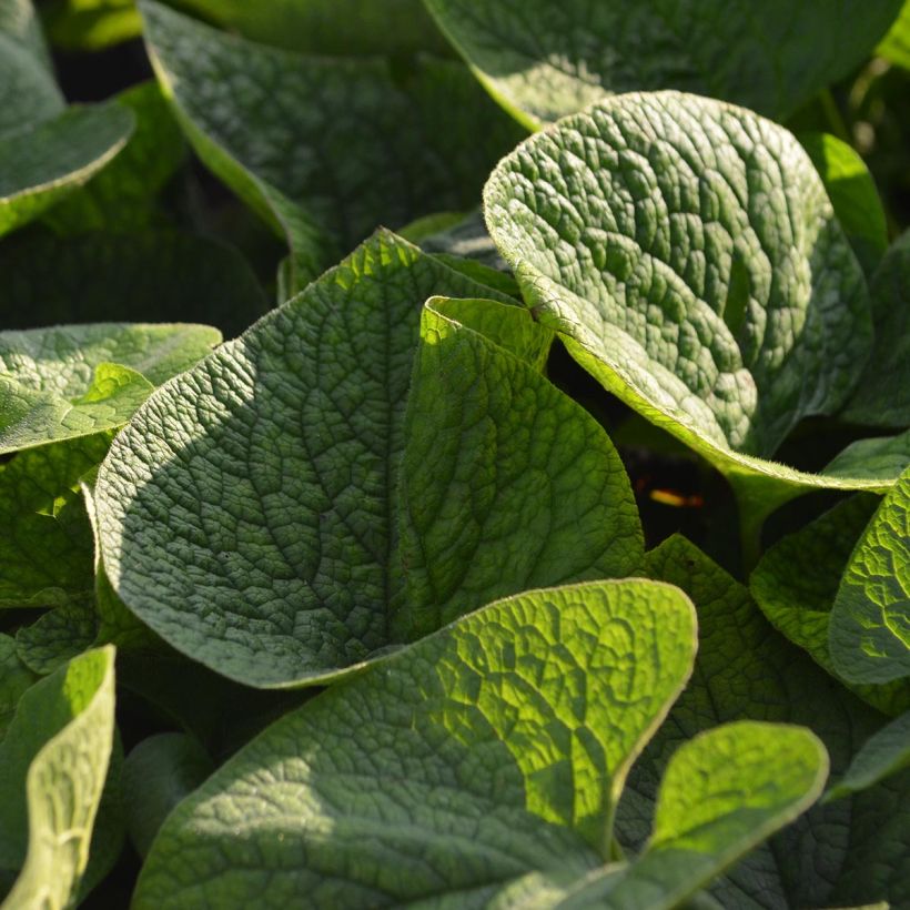 Brunnera macrophylla (Fogliame)